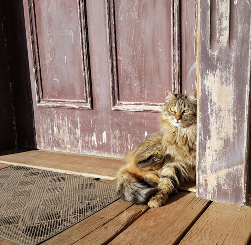 Foto Der Tabby Katze, Die Neben Tür Lehnt