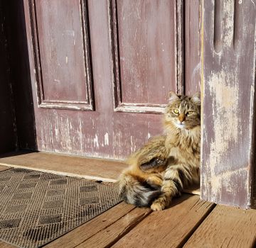 白天，一只毛茸茸的虎斑猫舒适地坐在一扇质朴的木门旁