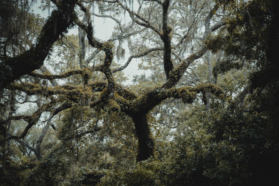 Lush moss-covered oak trees create a serene atmosphere in Spring Hill, FL.