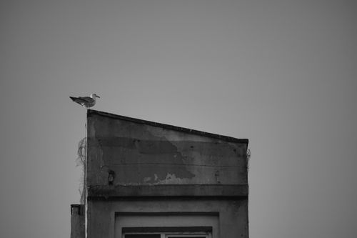 Free A lone seagull stands atop an old, weathered building in a monochrome urban setting. Stock Photo