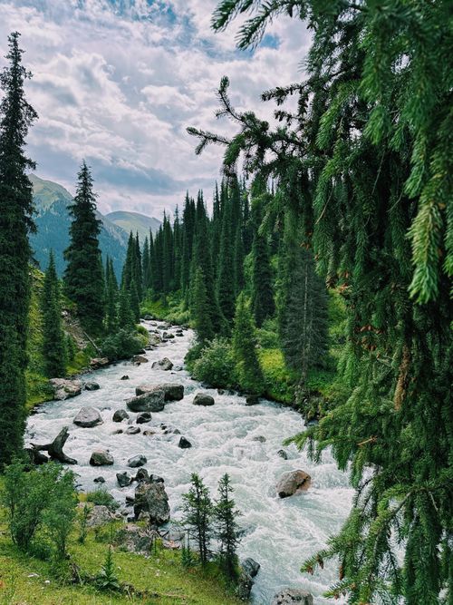 Free Beautiful stream flowing through a lush green forest in Kyrgyzstan's mountains during summer. Stock Photo