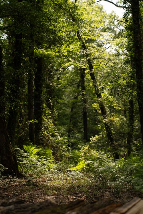 Free A scenic view of a vibrant forest with light shining through the trees in fall. Stock Photo