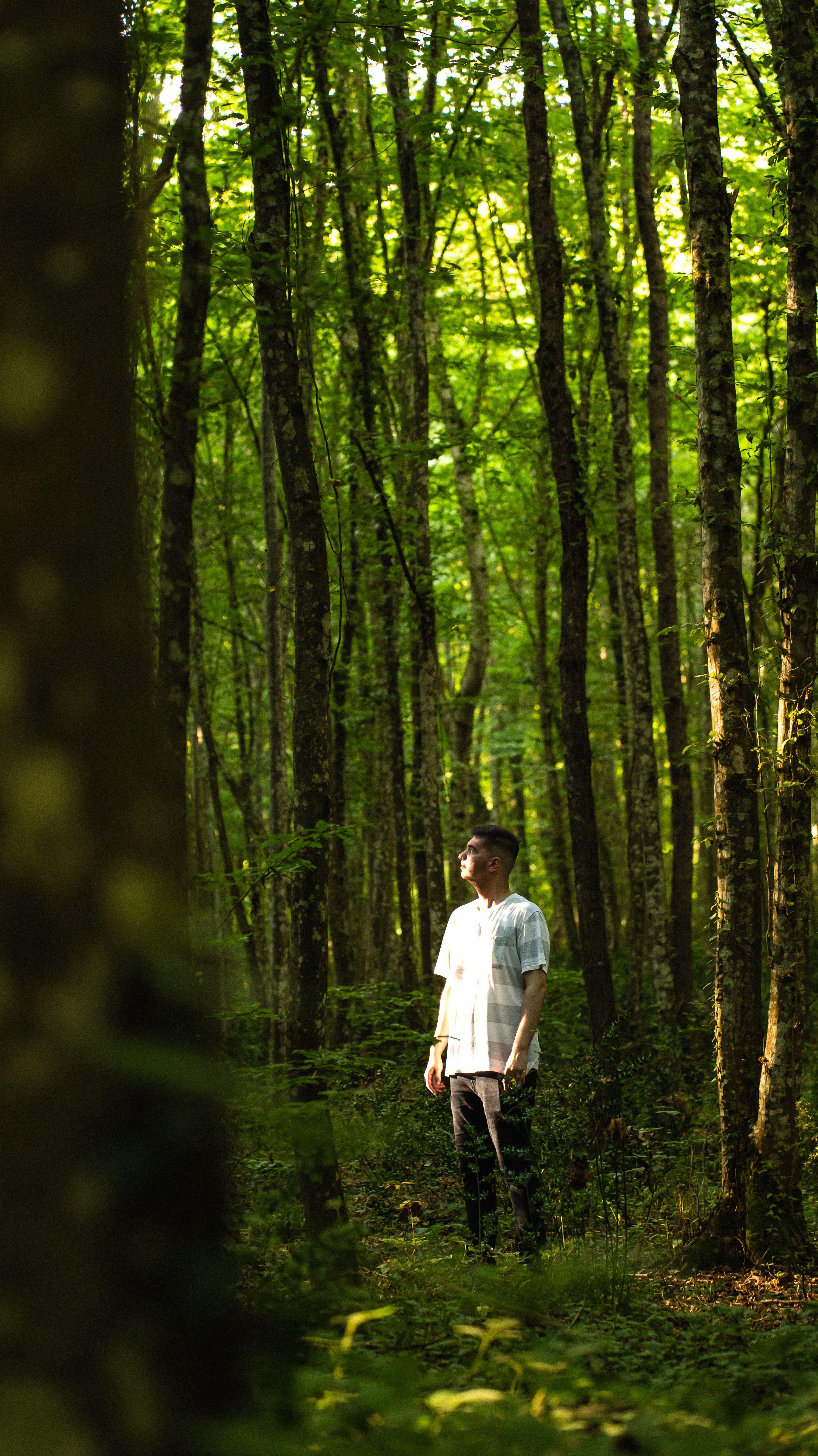 A man walks through a lush, sunlit forest during summer, embracing nature's tranquility.