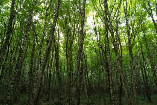 A dense, lush forest with tall trees and sunbeams filtering through the leaves.