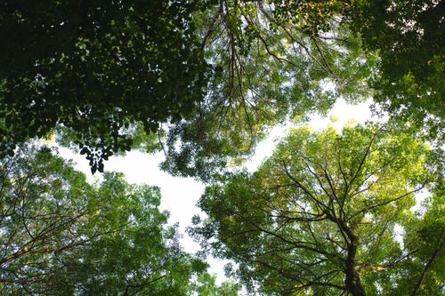 Free View from below of vibrant green tree canopy against a sunny sky, ideal for nature themes. Stock Photo