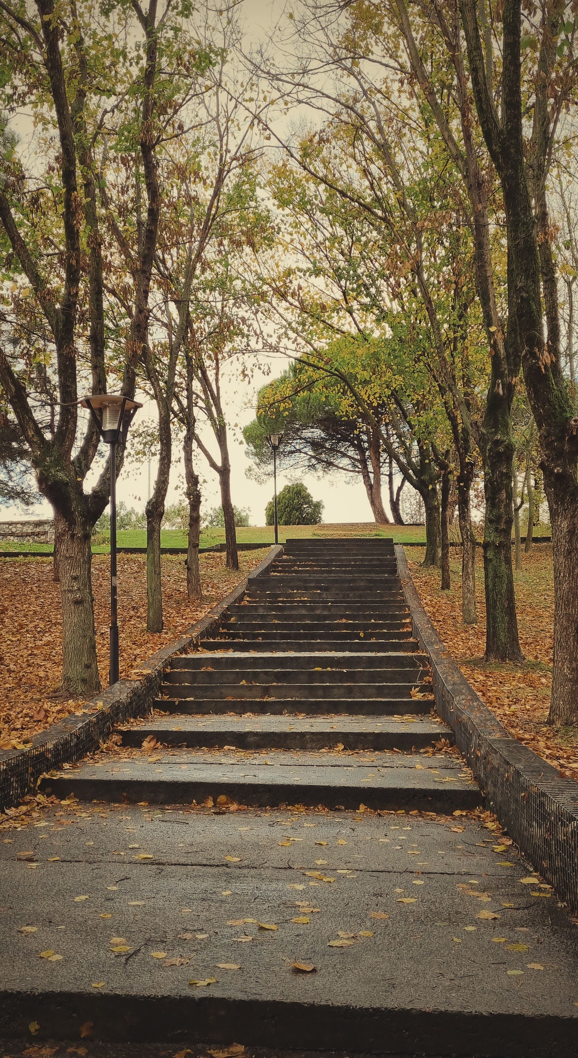 A peaceful pathway lined with trees during fall, covered in fallen leaves, inviting a tranquil walk.