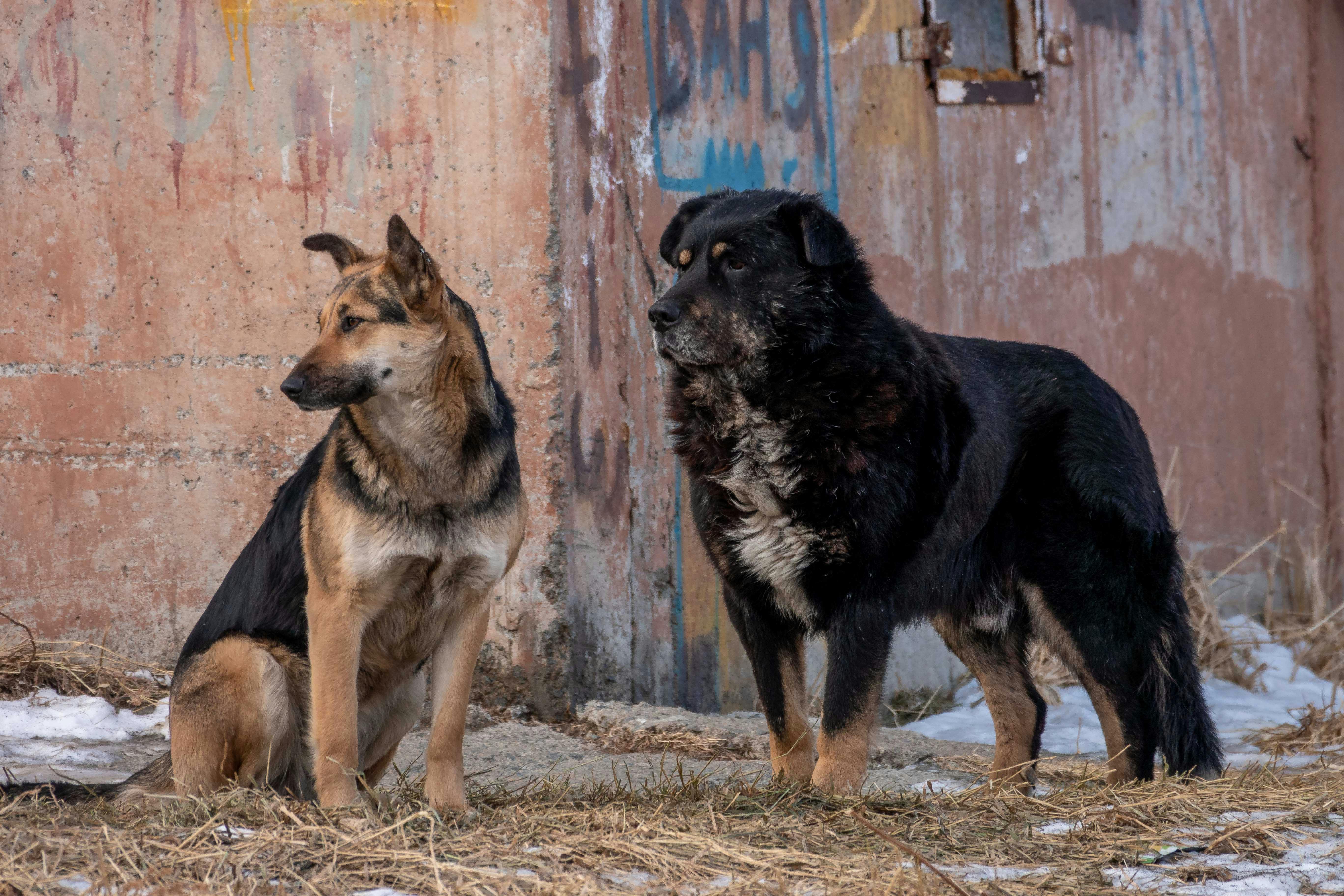 Two dogs, one black and the other tan, stand alert against a rustic wall outdoors.