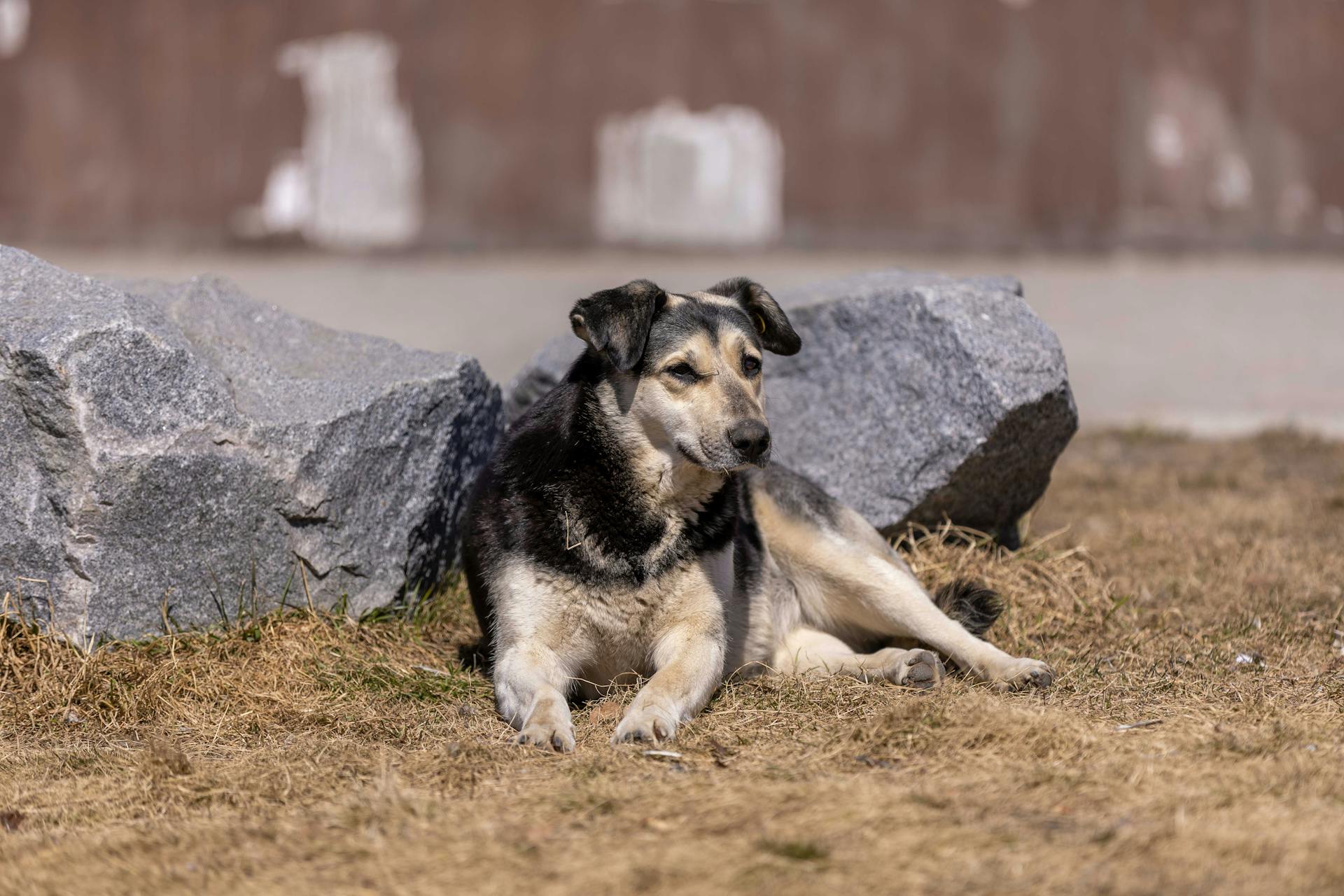 Dogs in winter