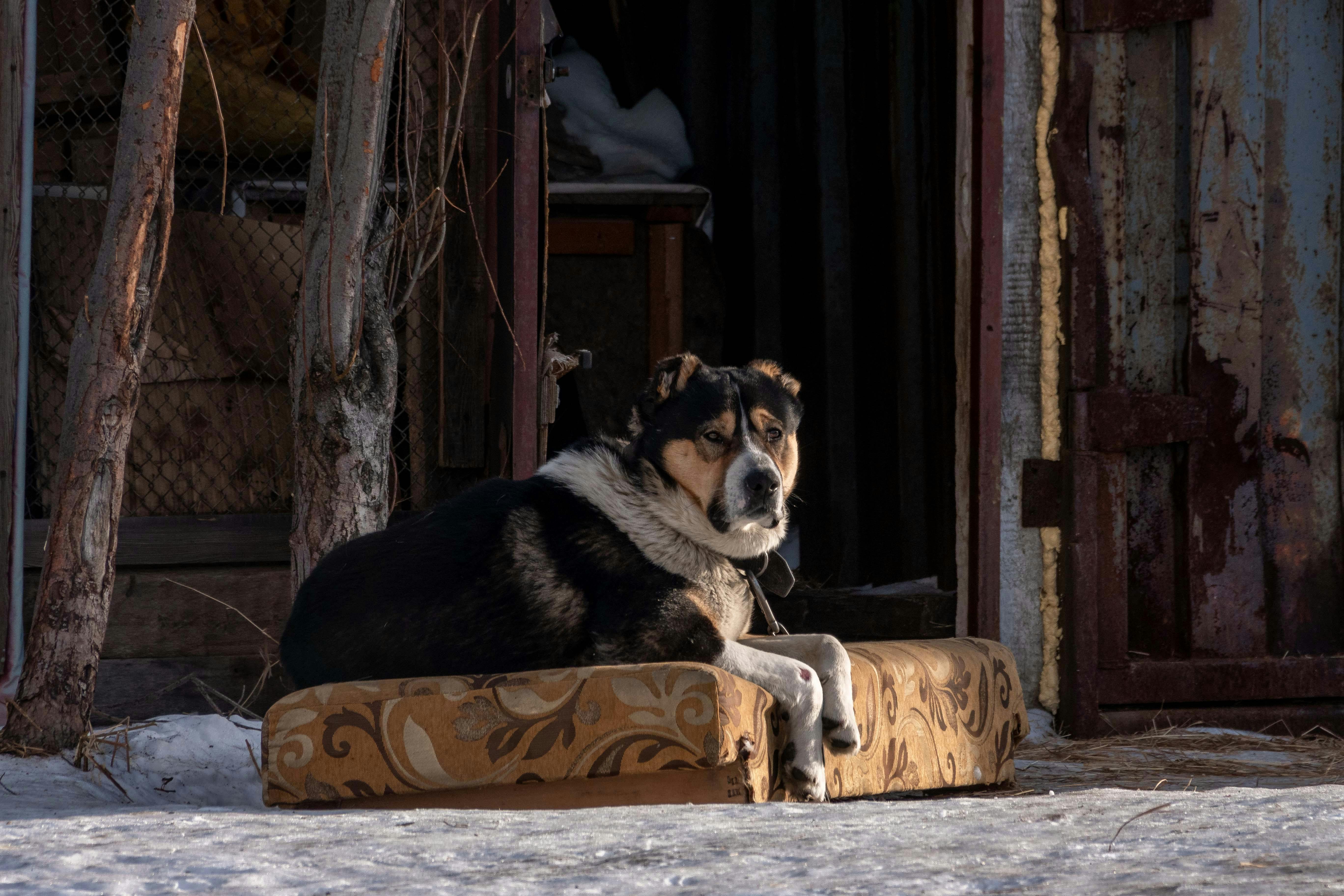 Hundehütte Bauprozess