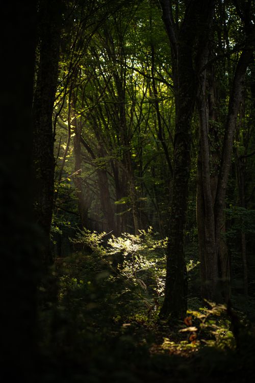 Free A serene forest scene with sunlight filtering through the trees, highlighting lush foliage. Stock Photo