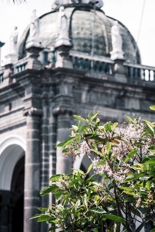 Free Historic Dome and Blossoming Tree in Quito Stock Photo