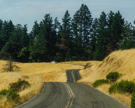 Winding rural road amidst golden fields and lush green trees under a clear sky.