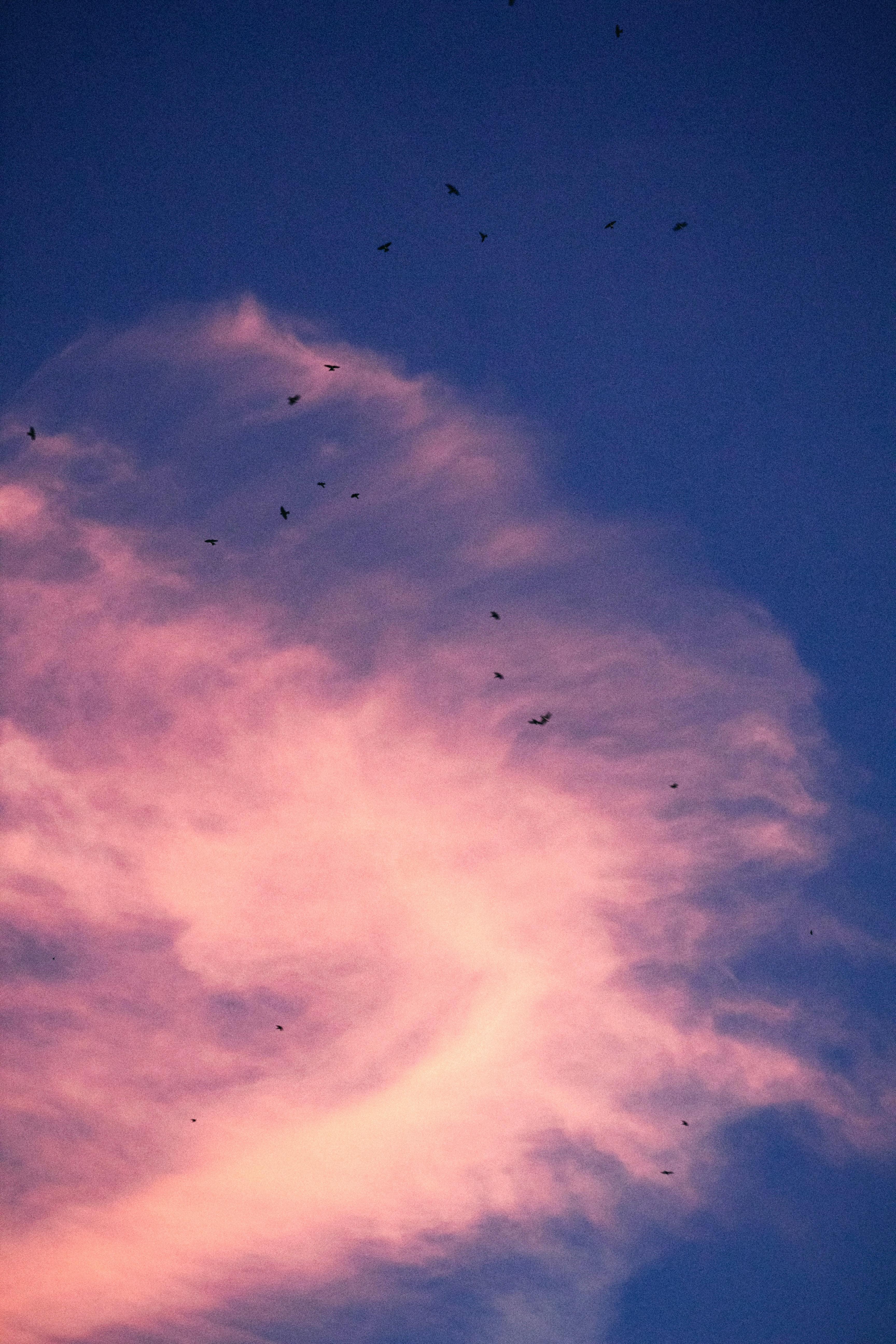 birds flying against fluffy cloud