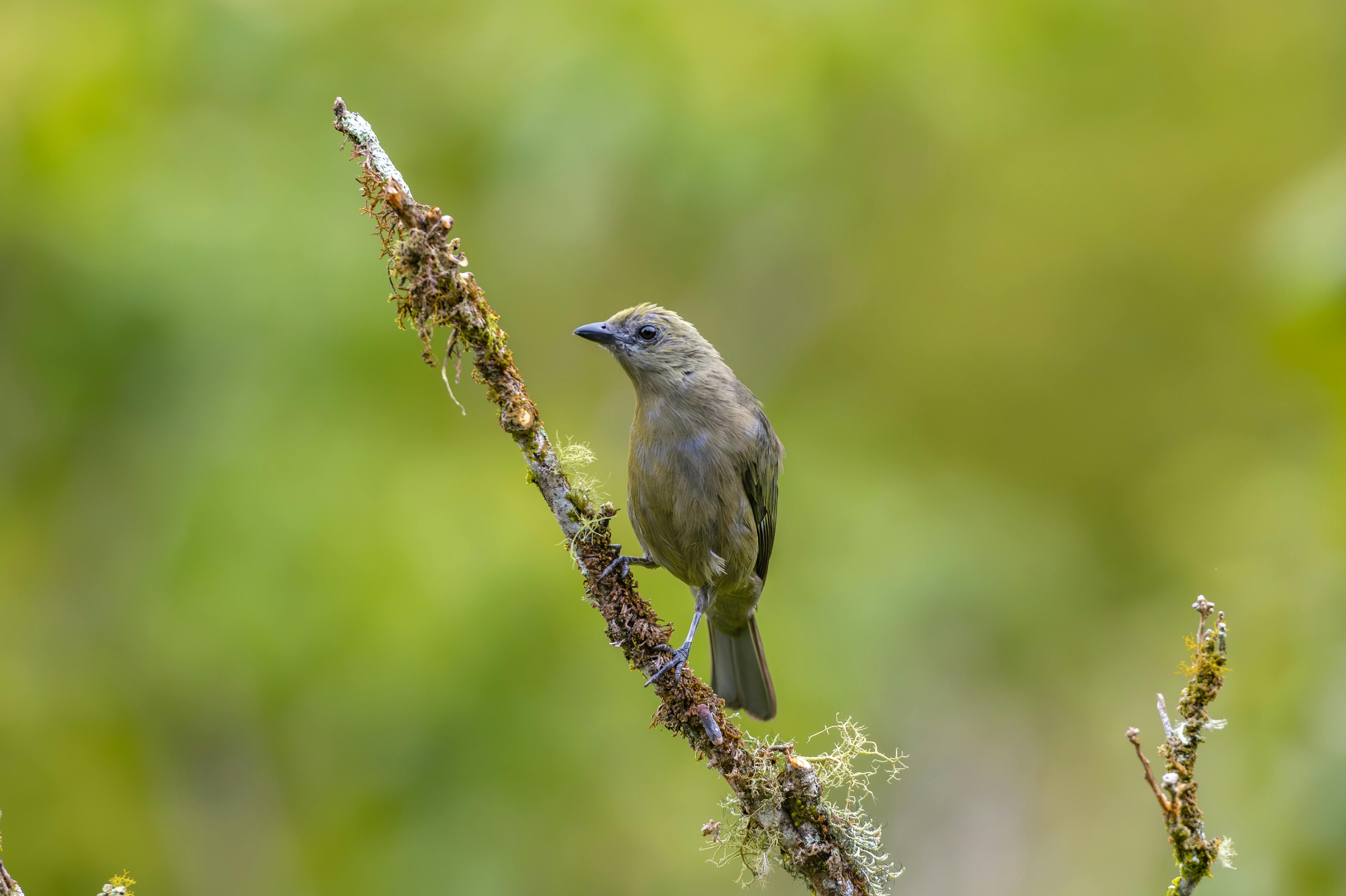 palm tanager on branch