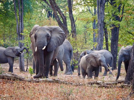 A herd of African elephants roams the lush forest of Southern Malawi, showcasing wildlife beauty.
