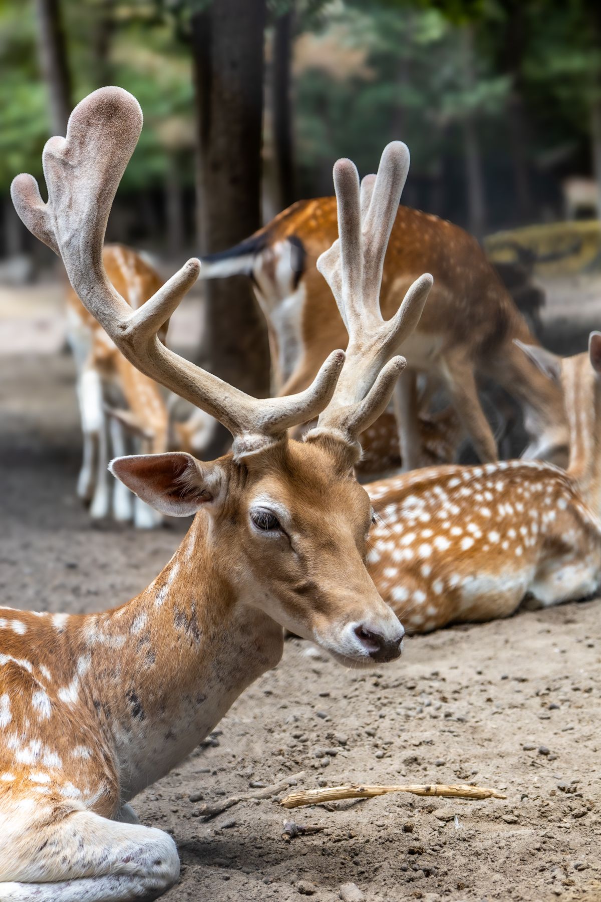 Daim au repos dans un environnement boisé, photo d’illustration