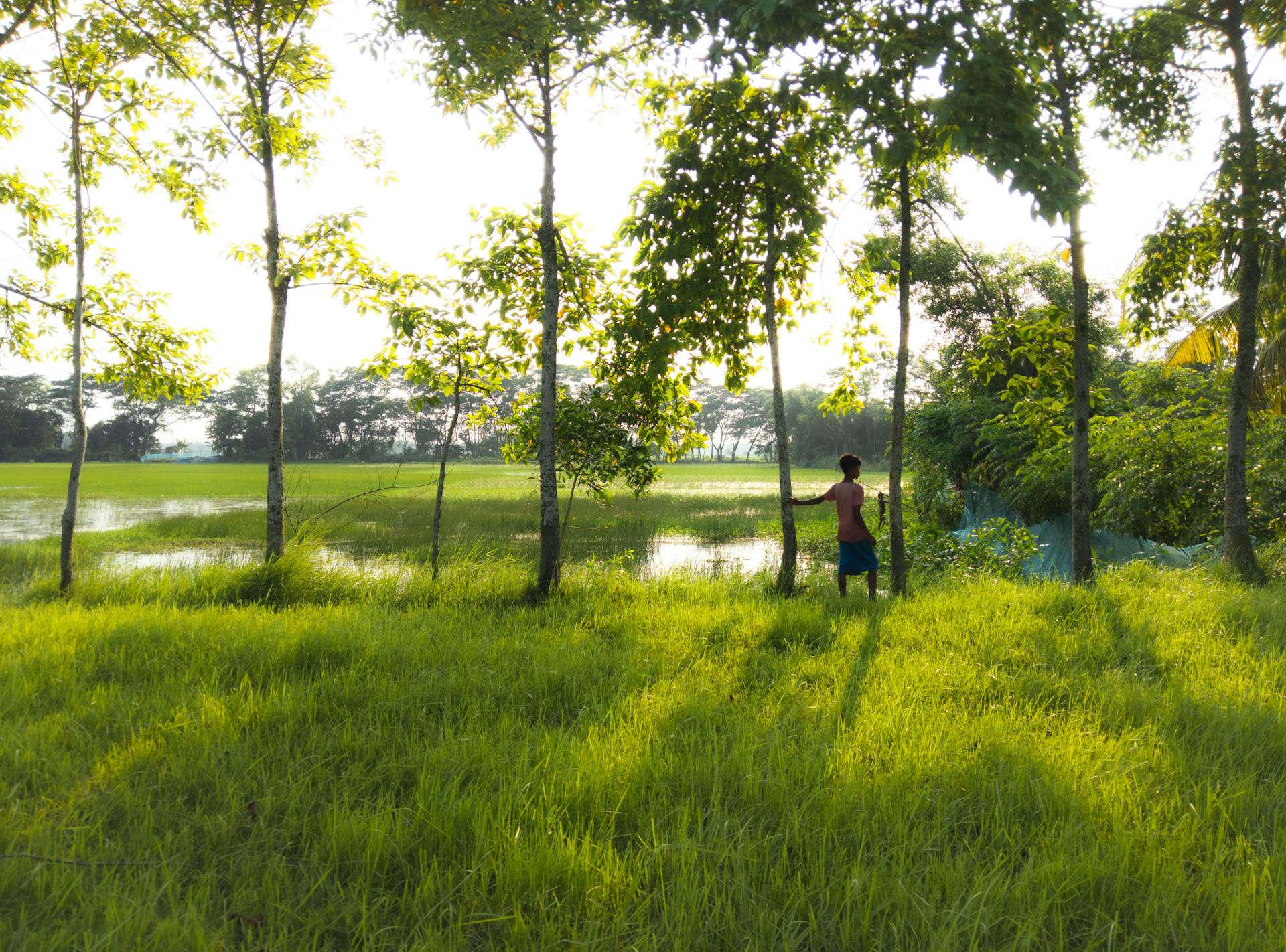 A peaceful scene of a person in a lush green village landscape during sunrise in Bangladesh.