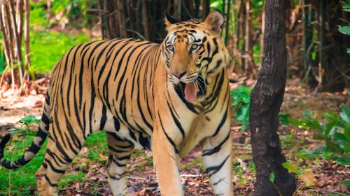 Free stock photo of bengal tiger, roar, siberian tiger