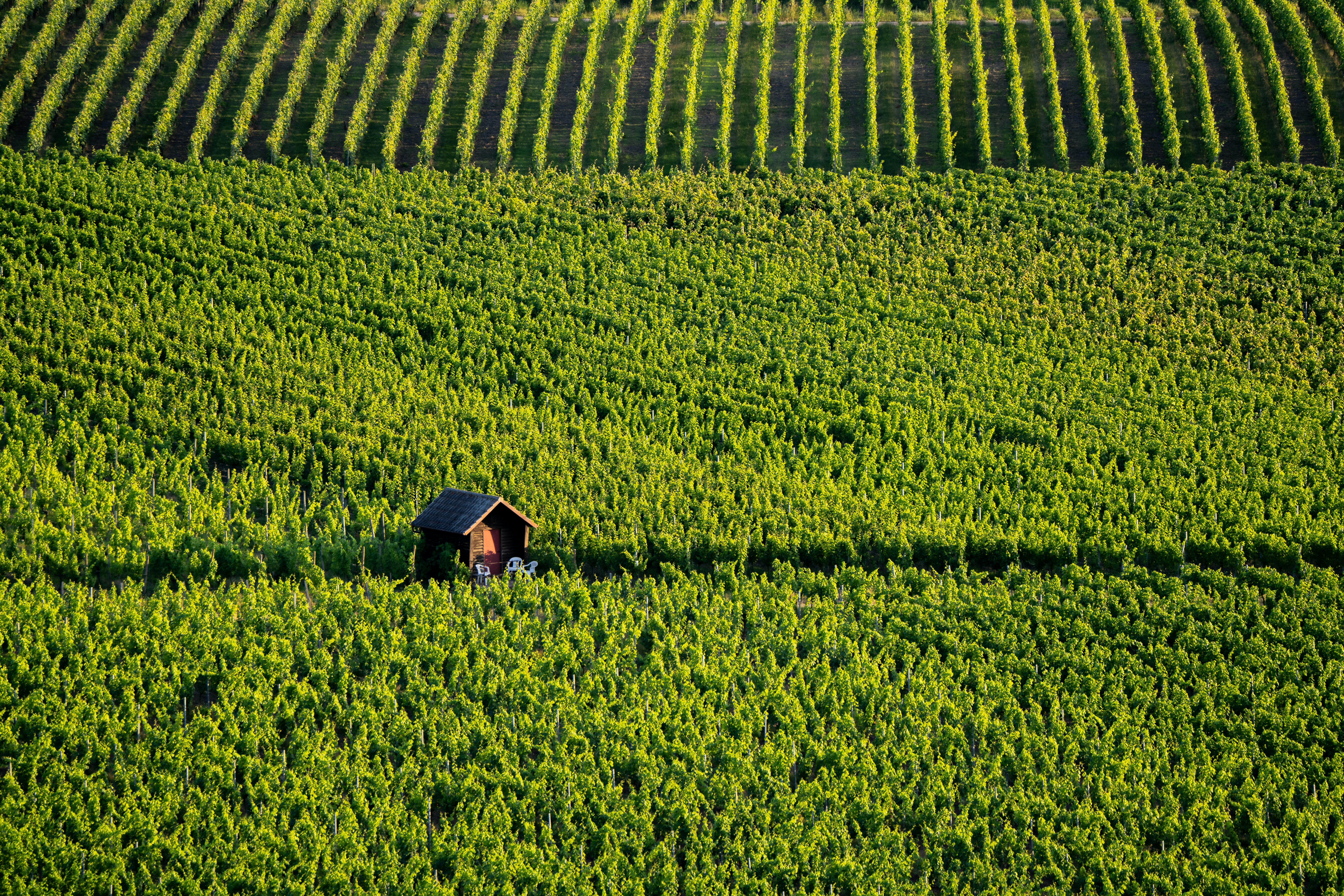 Aerial view of a vibrant vineyard in Kitzingen, Bavaria, showcasing rows of grapevines under the sun.