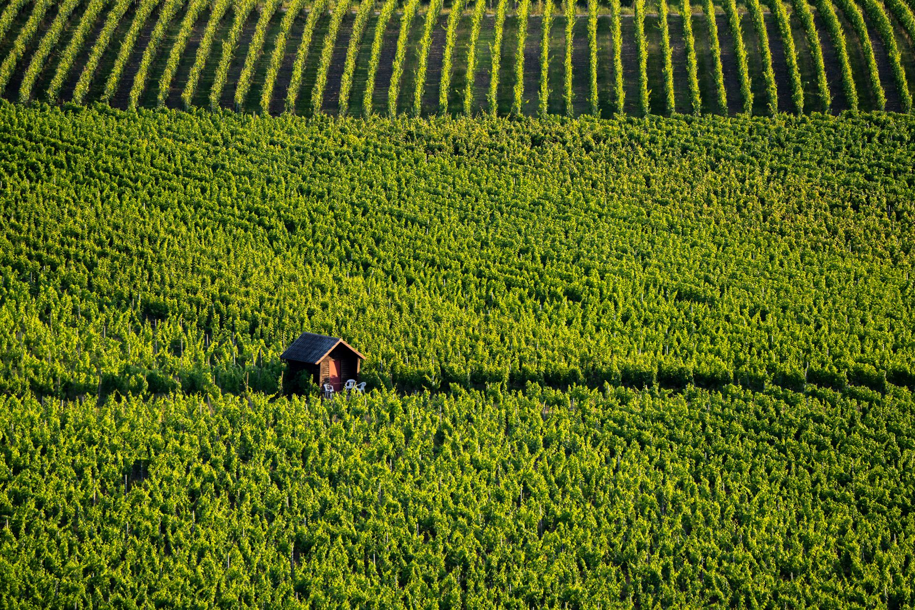 Burgundy vineyard rows at harvest time, limestone slopes in autumn