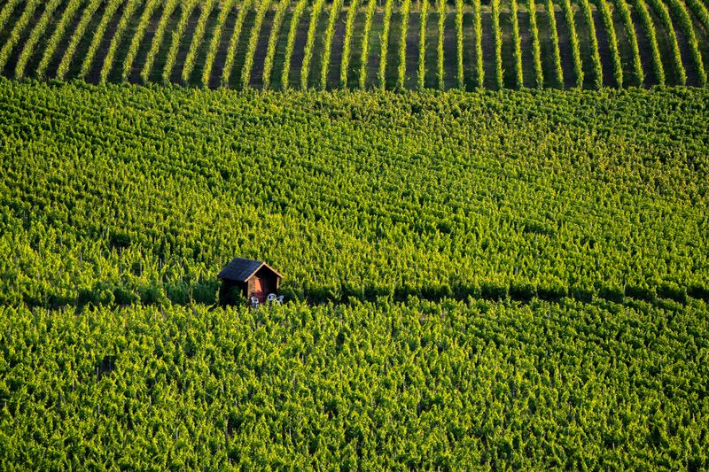 Burgundy gastronomy