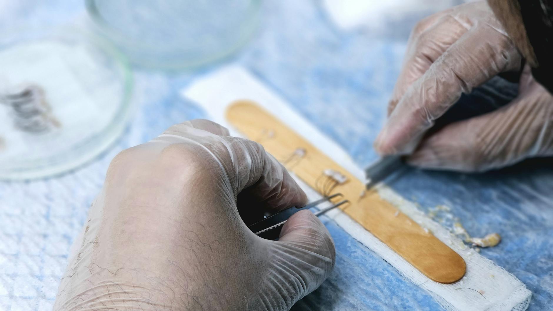 Graft union height on fruit tree close view of graft union height on fruit tree trunk