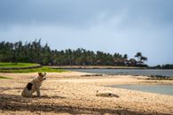 Two dogs relax on a sandy tropical beach, surrounded by lush greenery and calm ocean waters, under a bright sky.