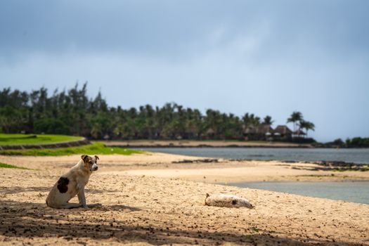 Dodo museum and botanical gardens — Mauritius