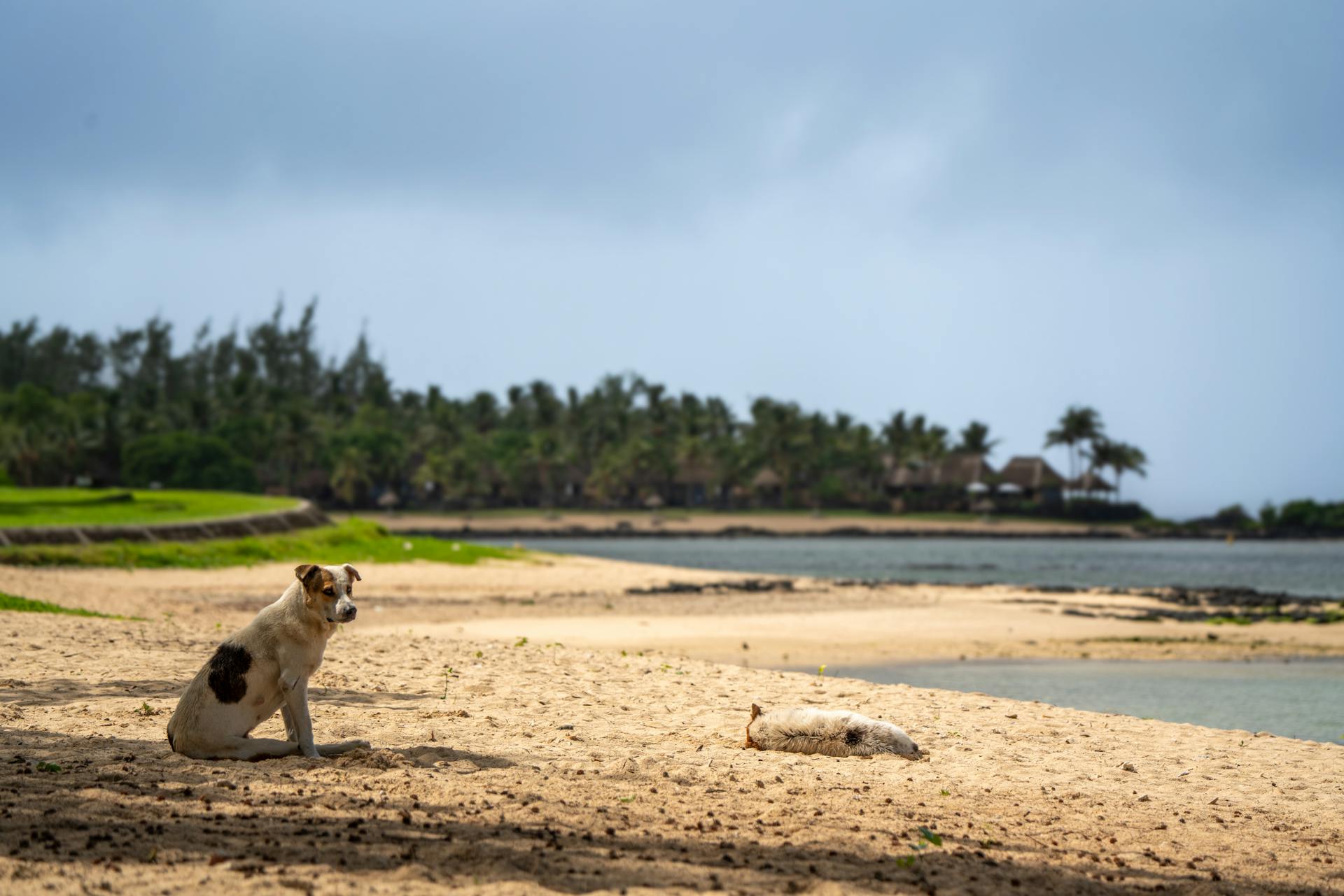 A dog sits on the beach near a body of water