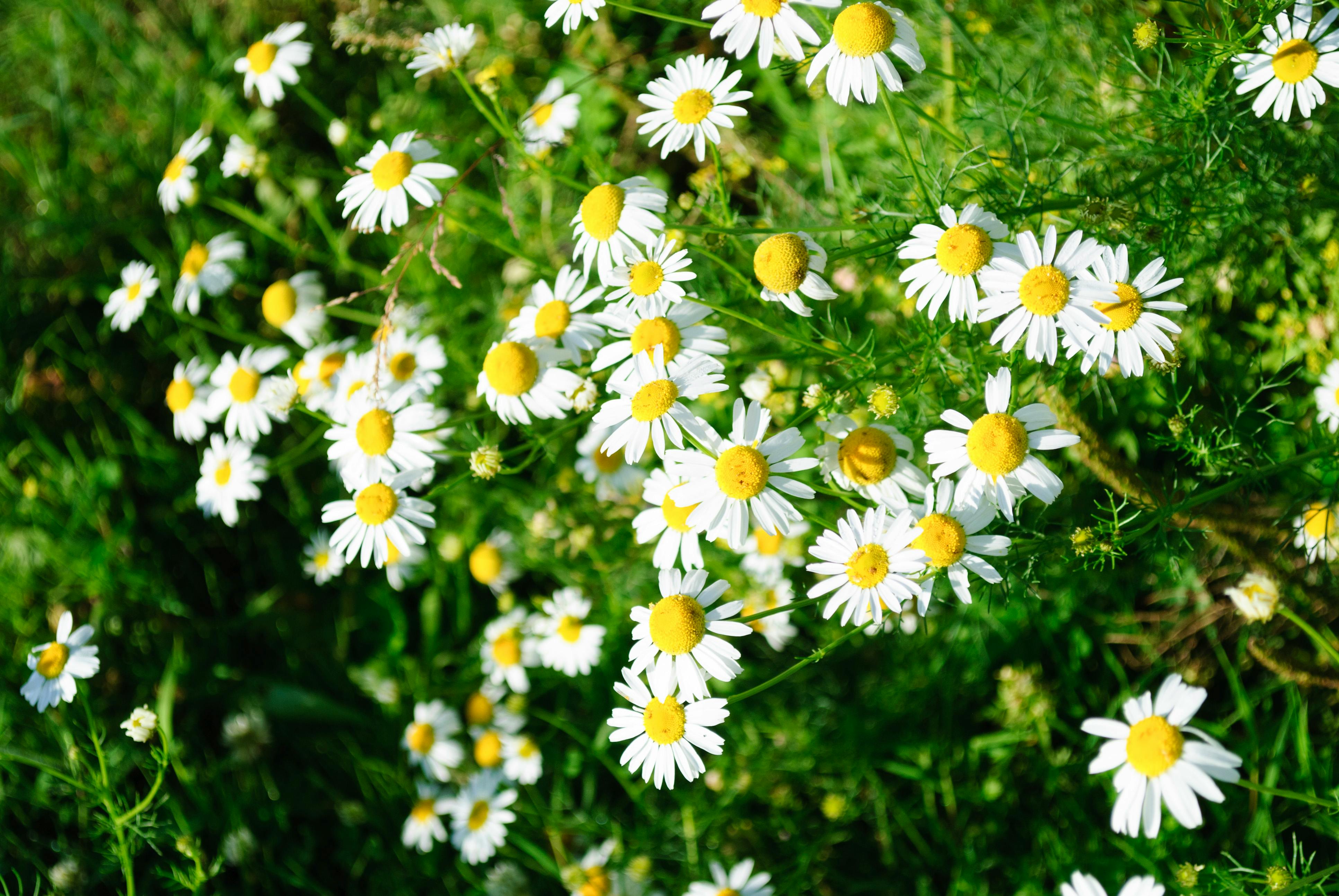 A cluster of blooming chamomile flowers with vibrant yellow centers in a lush green field.