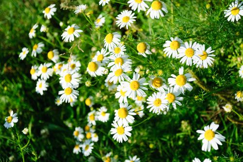 Free A cluster of blooming chamomile flowers with vibrant yellow centers in a lush green field. Stock Photo