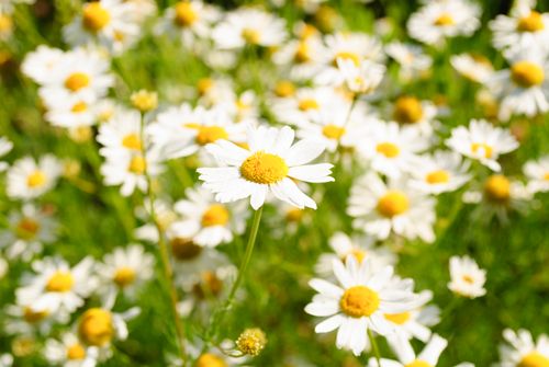 Free A bright and sunny field of blooming chamomile flowers, epitomizing summer beauty. Stock Photo