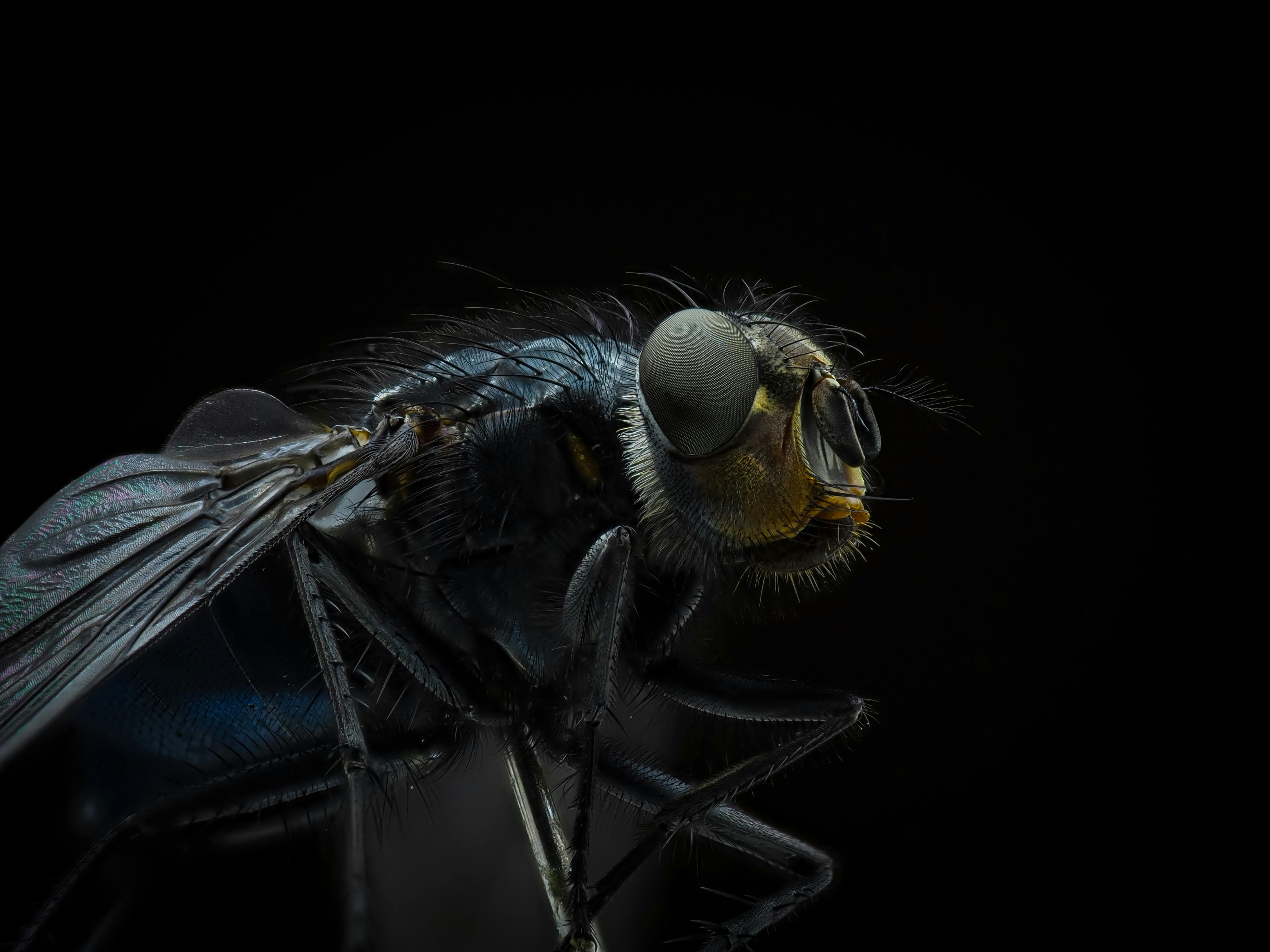 close up of a fly