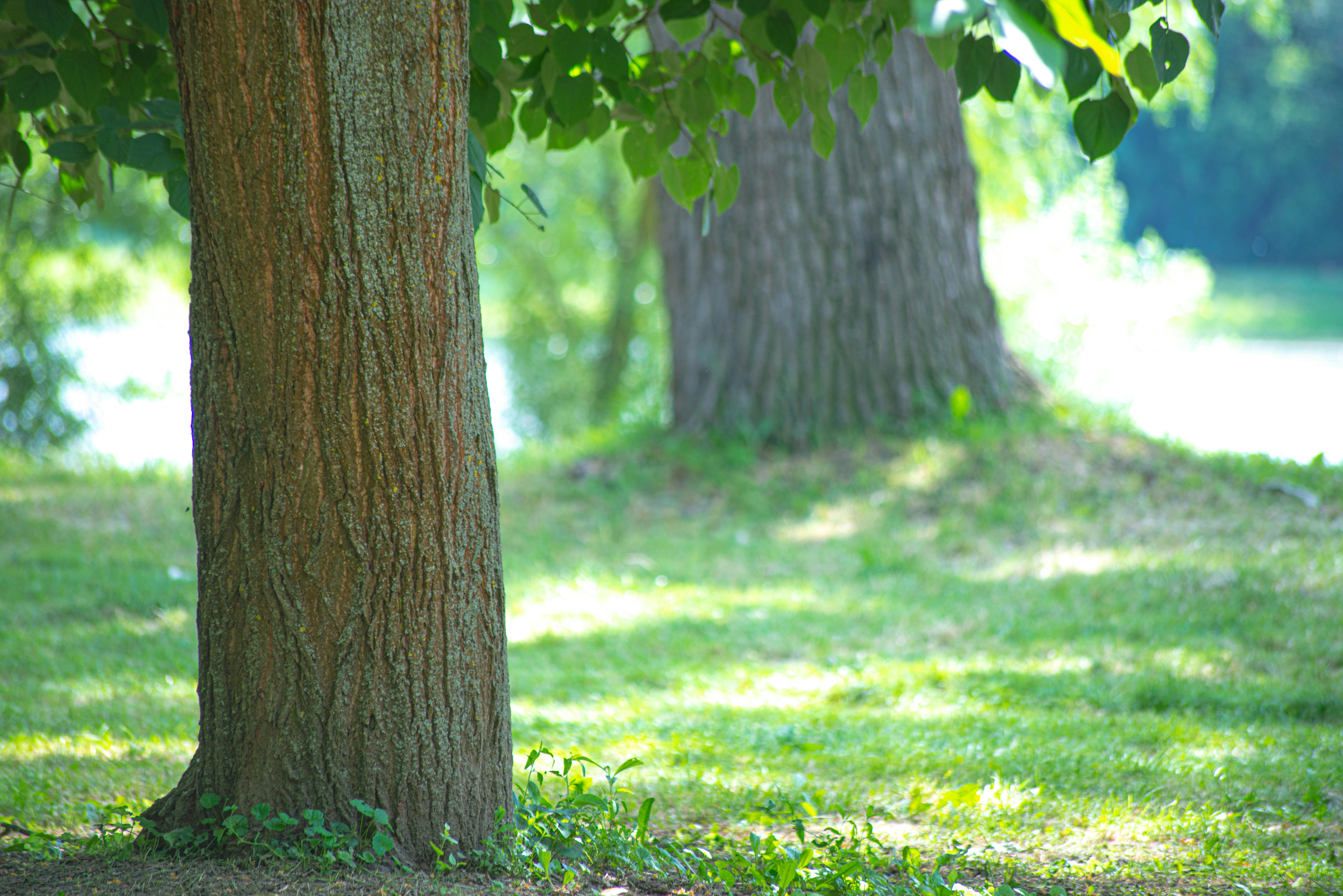 Illustration of dappled shade vs deep shade under a tree canopy - Shade loving plants