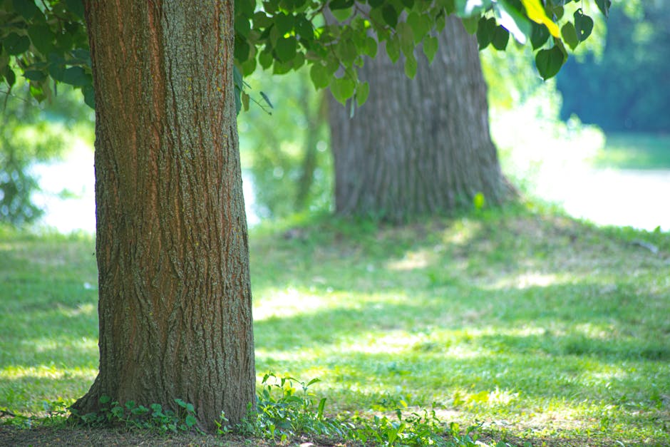 Illustration of dappled shade vs deep shade under a tree canopy - Shade loving plants Illustration of dappled shade vs deep shade under a tree canopy - Shade loving plants