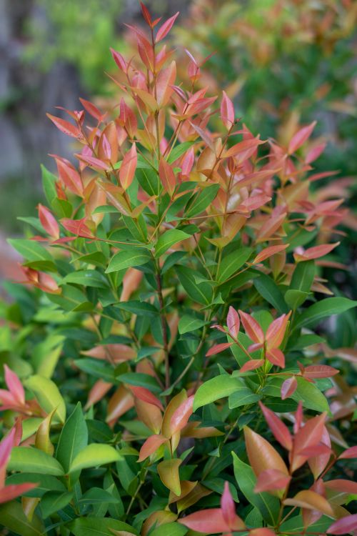 Free Capture of a lush shrub with multicolored foliage in a garden setting. Stock Photo