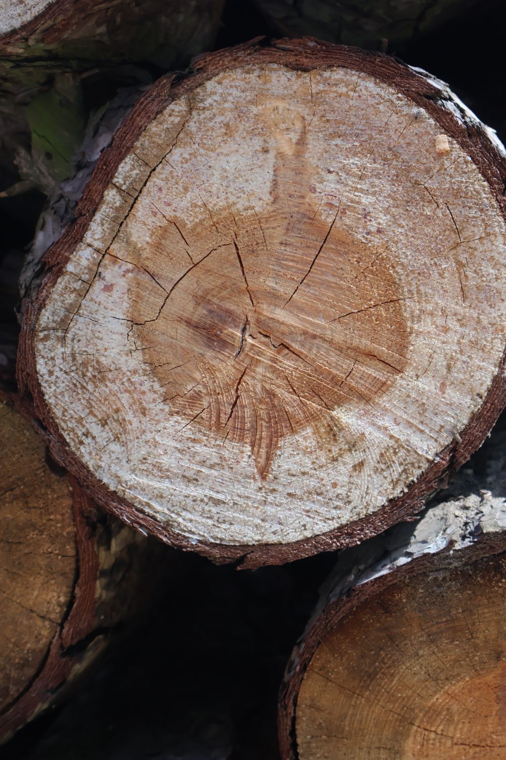 Trunk Image Close up of Tree Trunk · Free Stock Photo