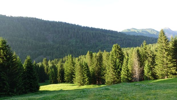 Breathtaking view of evergreen forest and mountains at sunrise.