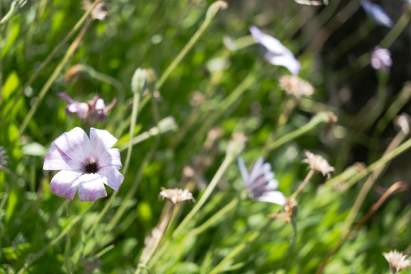 Fleur d'été