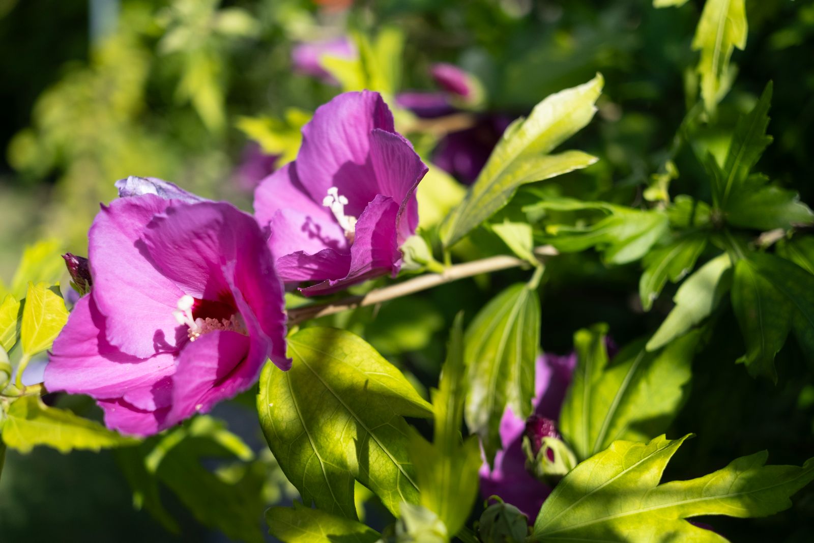 Violette