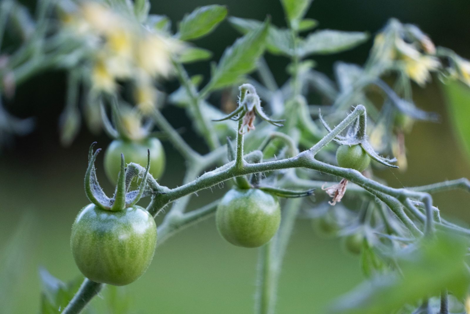 Tomate cerise