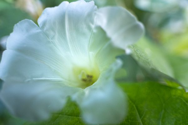 Gros plan d'une fleur de liseron blanc sur un doux bokeh vert