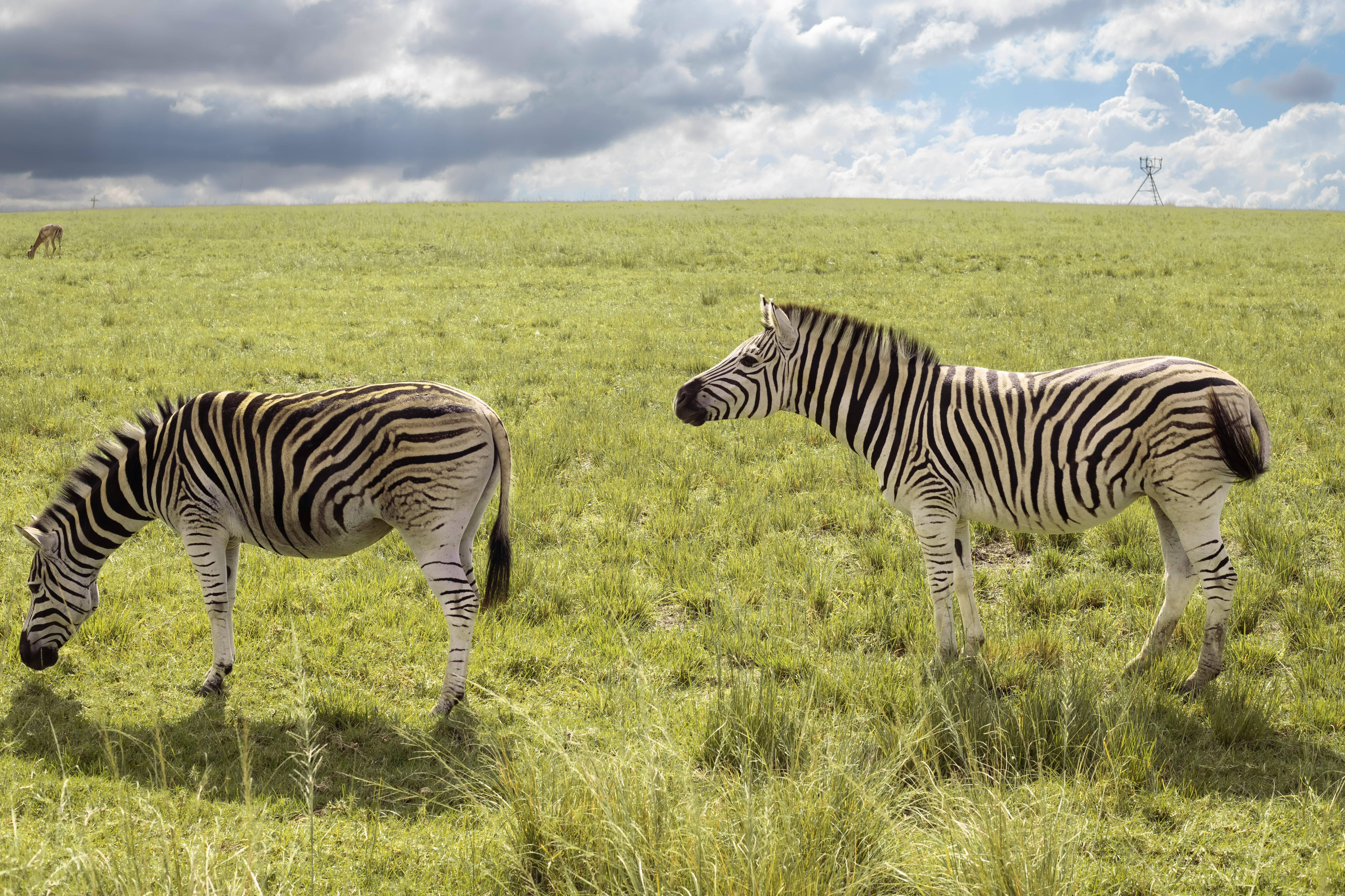 Africa’s Travel Indaba boosts Durban economy and drives African