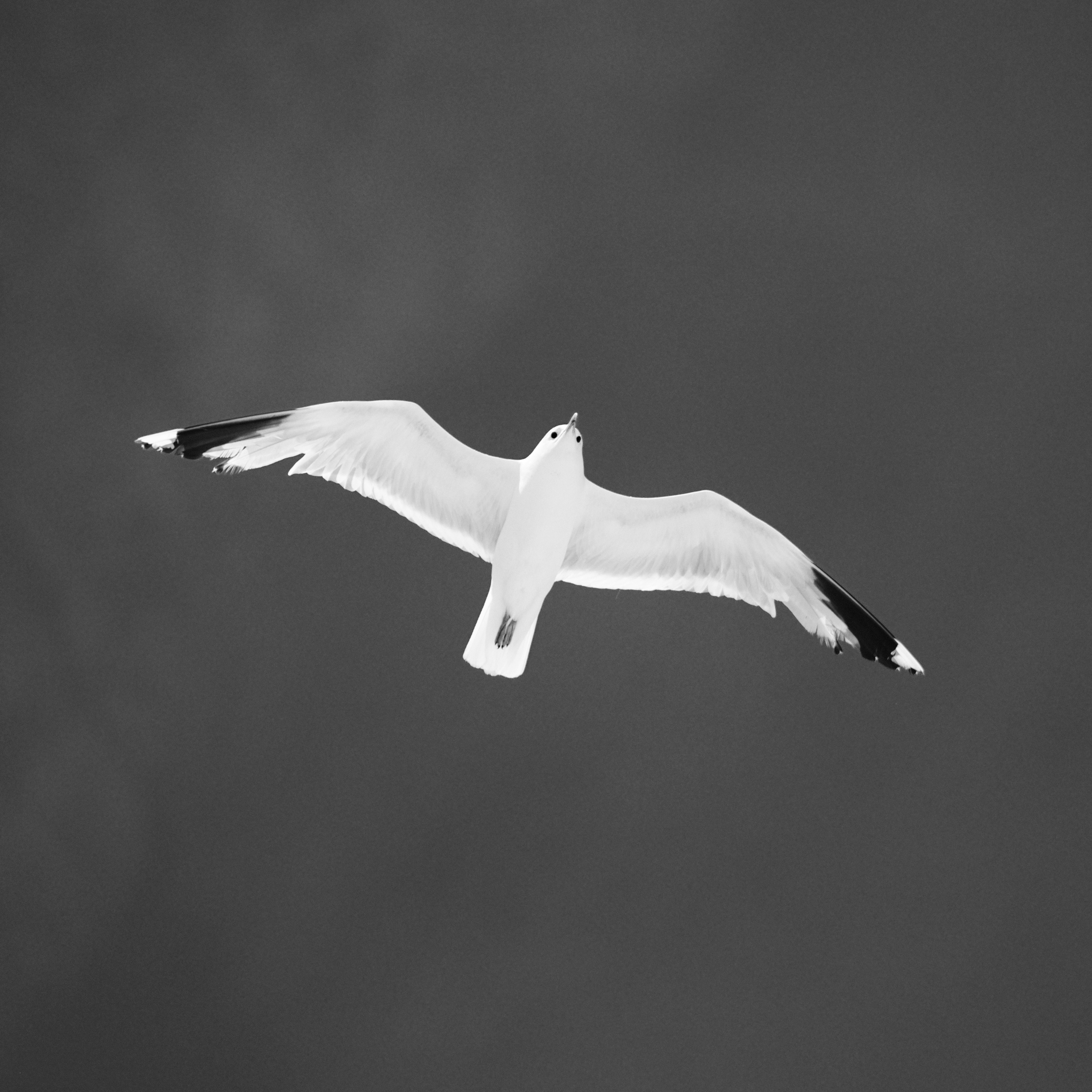 Black and white photo of a soaring seagull in open sky, symbolizing freedom.