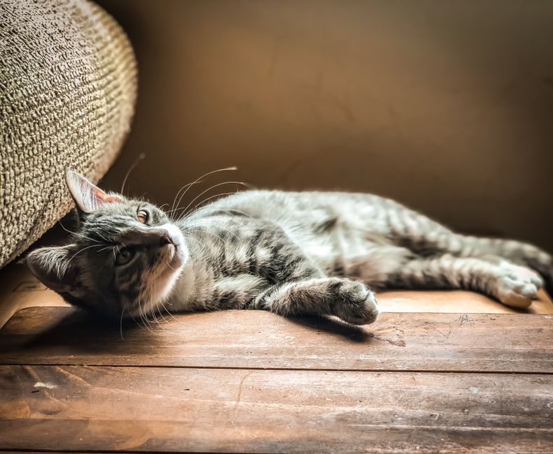 Adorable tabby cat lying on wooden floor, basking in warm sunlight indoors.