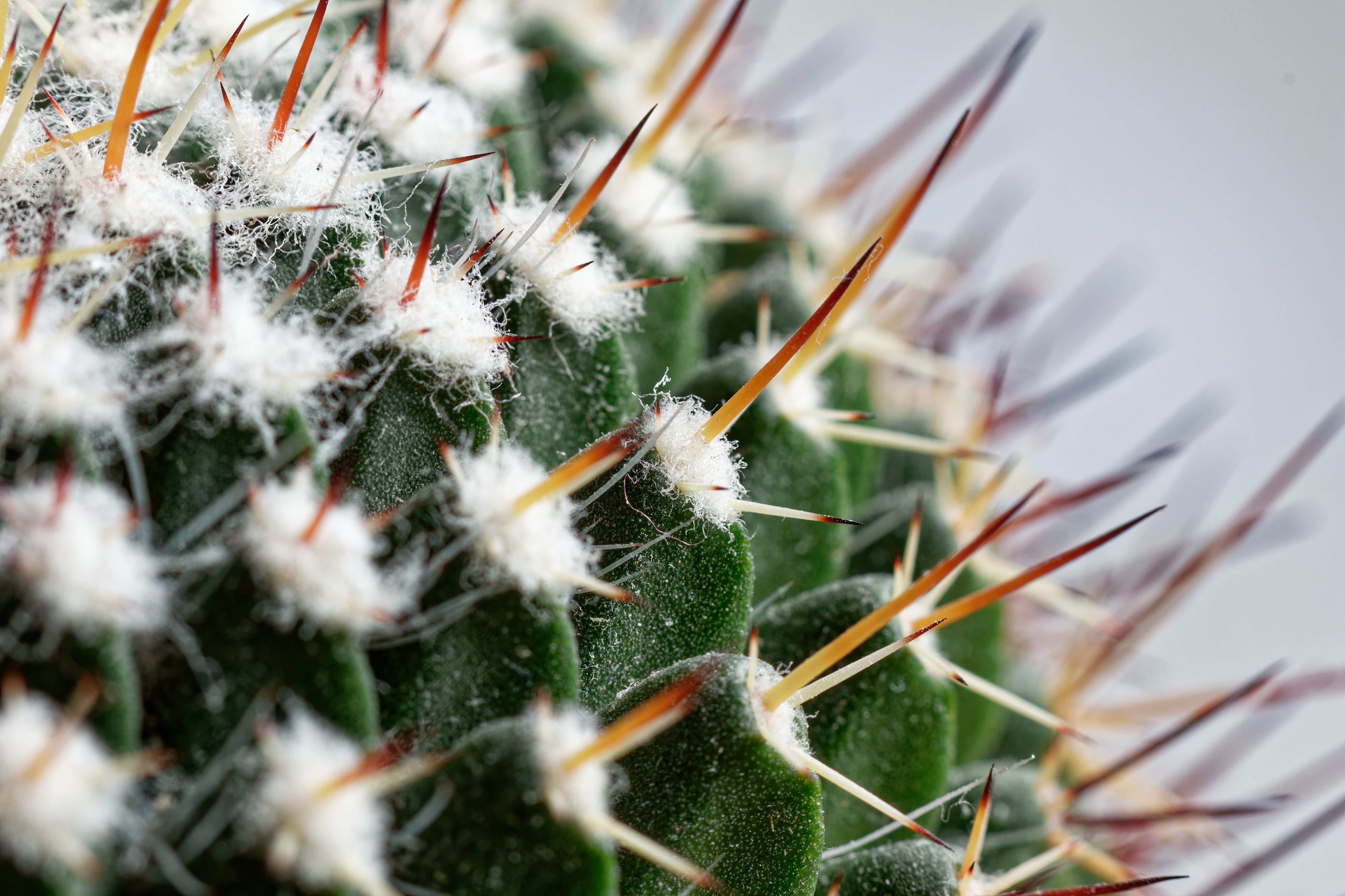 Sharp Thorns of Cactus  Free Stock Photo