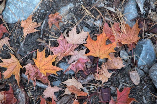 Free Dried Maple Leaves Stock Photo