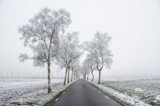 Discover a tranquil winter scene with frosty trees lining a quiet rural road.