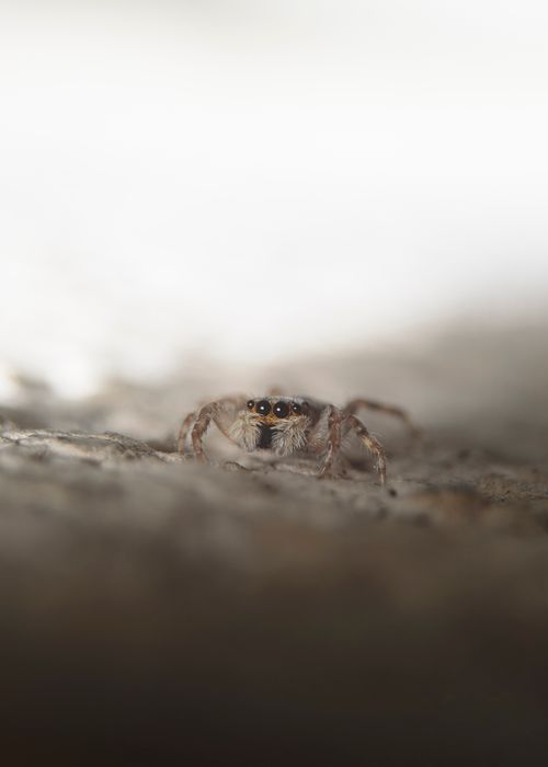 Free Detailed macro photograph of a jumping spider in its natural habitat, Brazil. Stock Photo