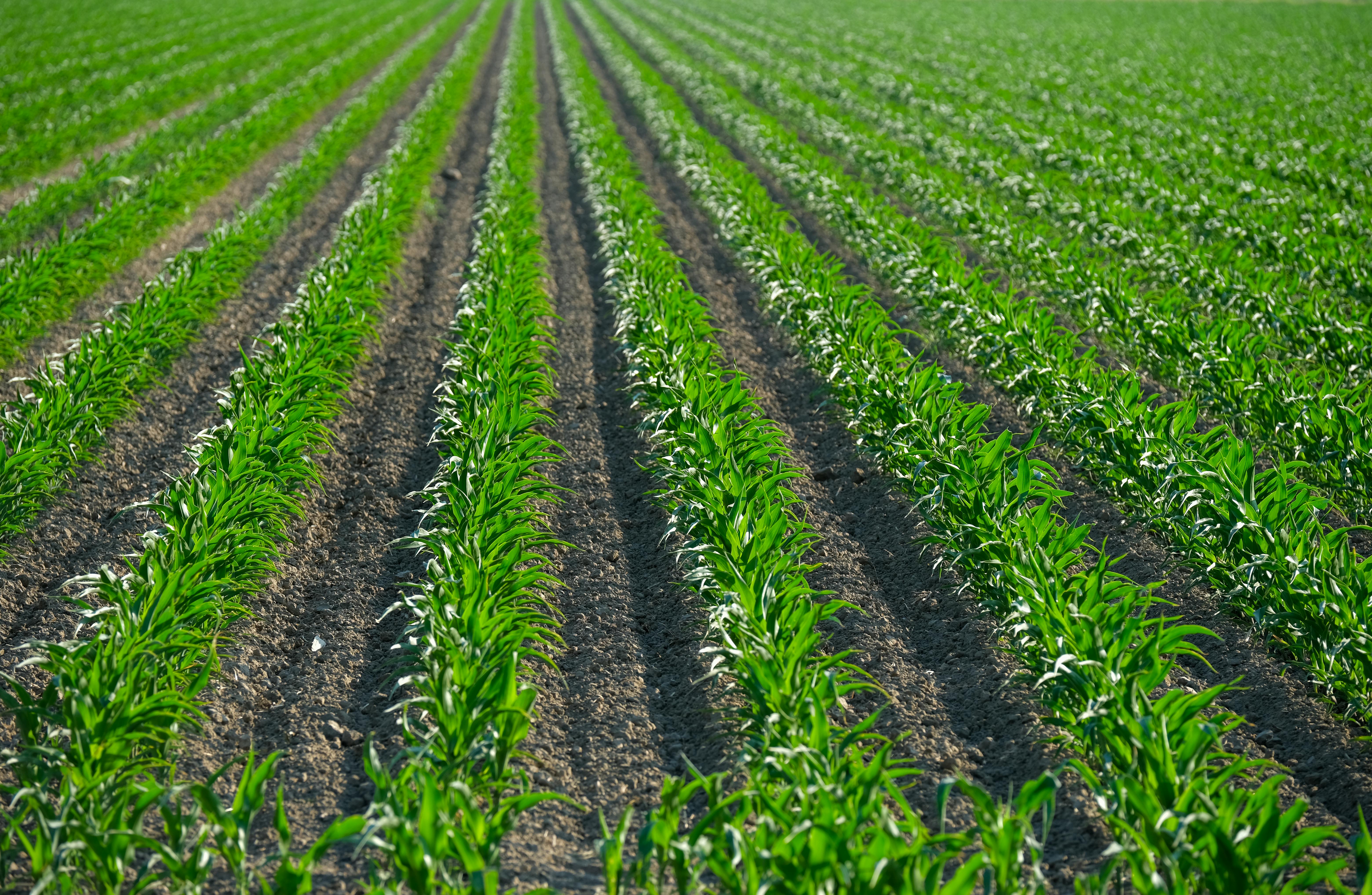 Vibrant green corn rows on farmland in summer, showcasing crop growth and rural agriculture.